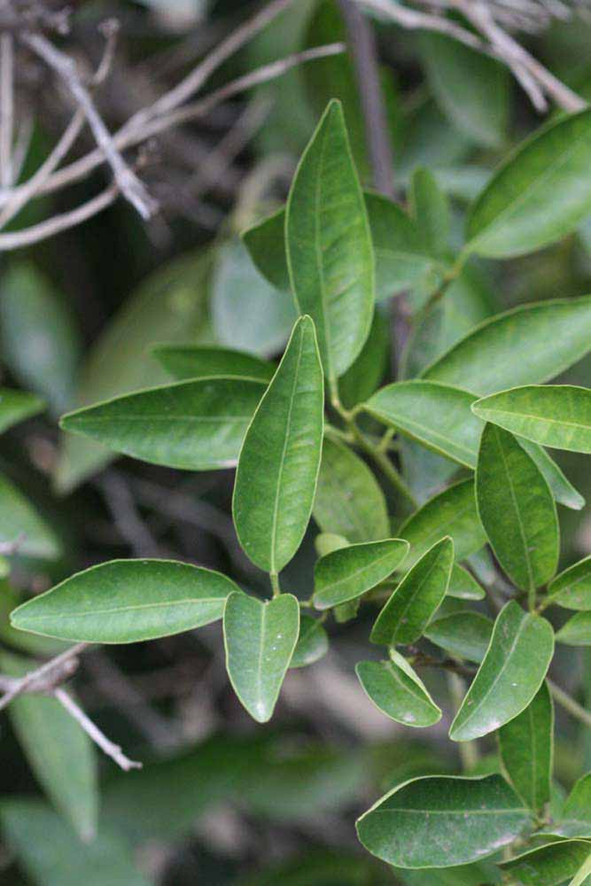              Sun leaves (Riverside, CA)       
